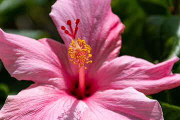 A macro shot of a pink hibiscus