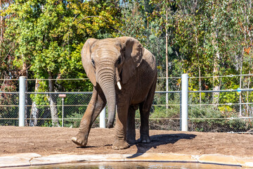 African elephants playing and walking around.