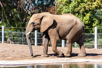 African elephants playing and walking around.