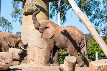 African elephants playing and walking around.