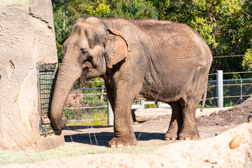 An Asian Elephant walking around.