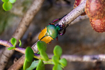 Japanese beetle