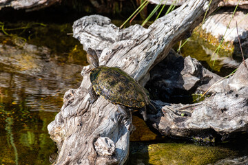 A turtle relaxing in the sun
