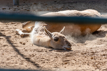 This Llama has had a day!