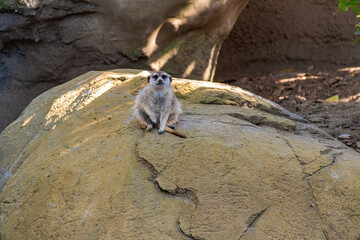 A meerkat posing for the camera.