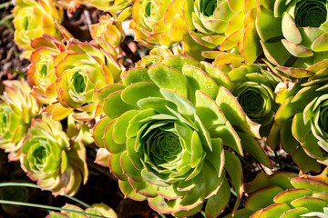 Beautiful green succulent plants in the sunlight creating a yellow green color, accented by the red and orange tips.