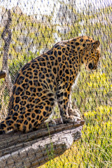 A beautiful leopard posing for me.