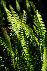 A bed of green ferns in the sun light, with depth of field photography.