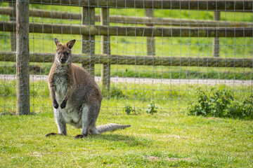 Shot of the wallaby standing on the surface covered by green grass.