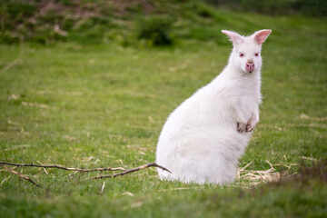 Shot of the white albino wallaby sitting on a surface fully covered by grass. - obrazy, fototapety, plakaty