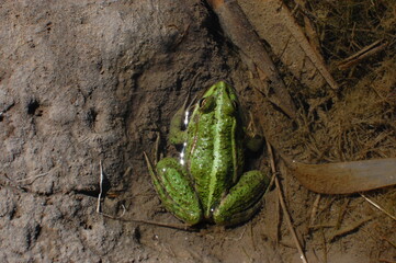 Common green frog sitting in the water in sunlight. Resting amphibian pelophylax esculentus, top view.