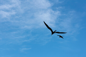 Fototapeta premium Two birds called earwigs fly high in pairs along the beaches. 