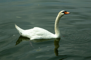 皇居のコブハクチョウ