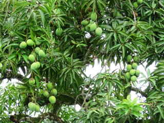 mangos on a tree