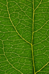 Fresh leaf of fruit tree close-up. Green and yellow mosaic pattern of a net of veins and plant cells. Abstract natural background on a floral theme. Vertical summer wallpaper. Macro