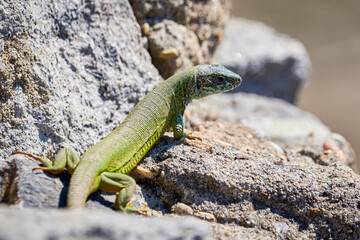 European green lizard (Lacerta viridis) sunbathing in the morning on rocks	