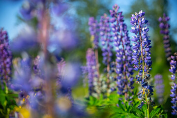 lupine flower on blurred green background. selective focus