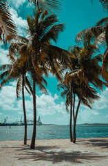 Fototapeta na wymiar palm trees on the beach vacation tropical Caribbean 