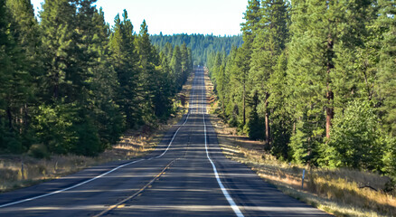 木の陰がかかるカリフォルニアの森の中の坂道