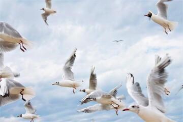 a flock of flying gulls close up the blue sky the ocean the coast