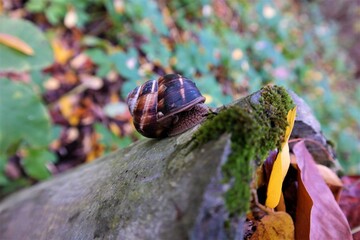 big grape snail autumn park after the rain