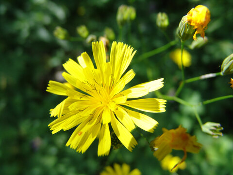 Closeup shot of a blooming hawk's beard under the sunlight