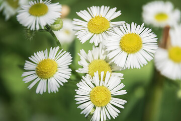 background of chamomile flowers