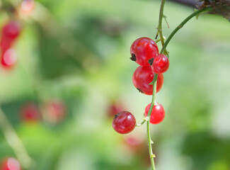 red berry currant