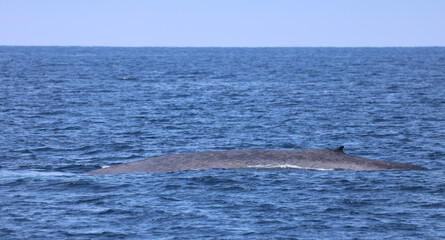 Fototapeta premium Blue Whale, Dana Point 