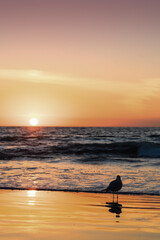 Bird at the beach watching sunset