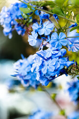 Blue flowers