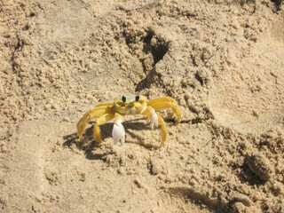 crab on the sand