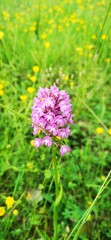 Fototapeta premium Orchidée sauvage