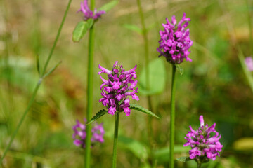 Close up purple flowers of Wood Betony (Stachys monieri hummelo), family Lamiaceae. Dutch garden, July.  