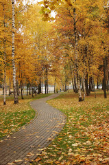 Autumn landscape, a path leads to autumn birches, fallen yellow leaves on the grass