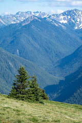 Fototapeta premium Trees growing along a sloped mountainside at Hurricane Ridge in Olympic National Park