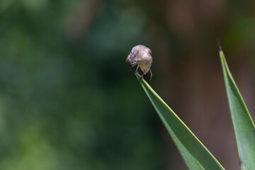 The Arabian waxbill (Estrilda rufibarba)