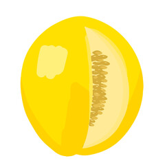 Hand-drawn melon vector illustration. Farm organic melon for juice or salad. Eco-friendly fruit for diet. 