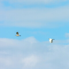 Vol de deux aigrettes garzettes