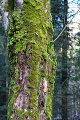 Baum Schwarzwald - Ravennaschlucht / Tree Black Forest - Ravenna Gorge /