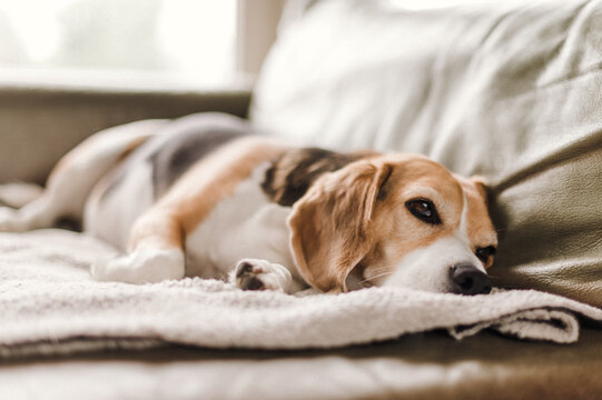 Beagle dog indoors lying on sofa sleeping. Photo of Beagle dog resting on a sofa at home.