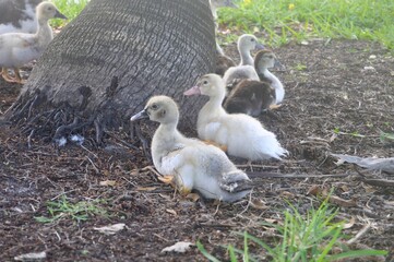 baby ducks
