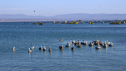 Pelicans near the coast