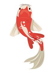 white and red koi fish