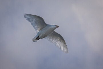 White bird called Antartic pigeon - chionis albus – in flight with extended wings and sunlight throught it´s feathers in Ushuaia, Tierra del Fuego, Argentina