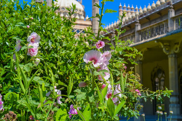 The Royal Pavilion in Brighton and flowering mallow