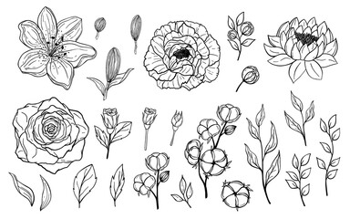 Hand drawn set of flowers and leaves. Peony, rose, lily, lotus, cotton elements. Floral summer vector collection. Decorative doodle illustration for greeting card, wedding invitation, fabric