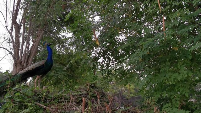 Beautiful male peacock make sound in the garden