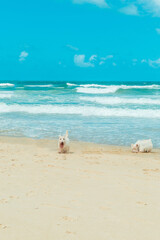 Dog Playing by the beach Sea Ocean Seashore Sand Summer Blue Sky