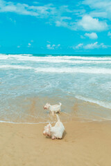 Fototapeta na wymiar Dog Playing by the beach Sea Ocean Seashore Sand Summer Blue Sky